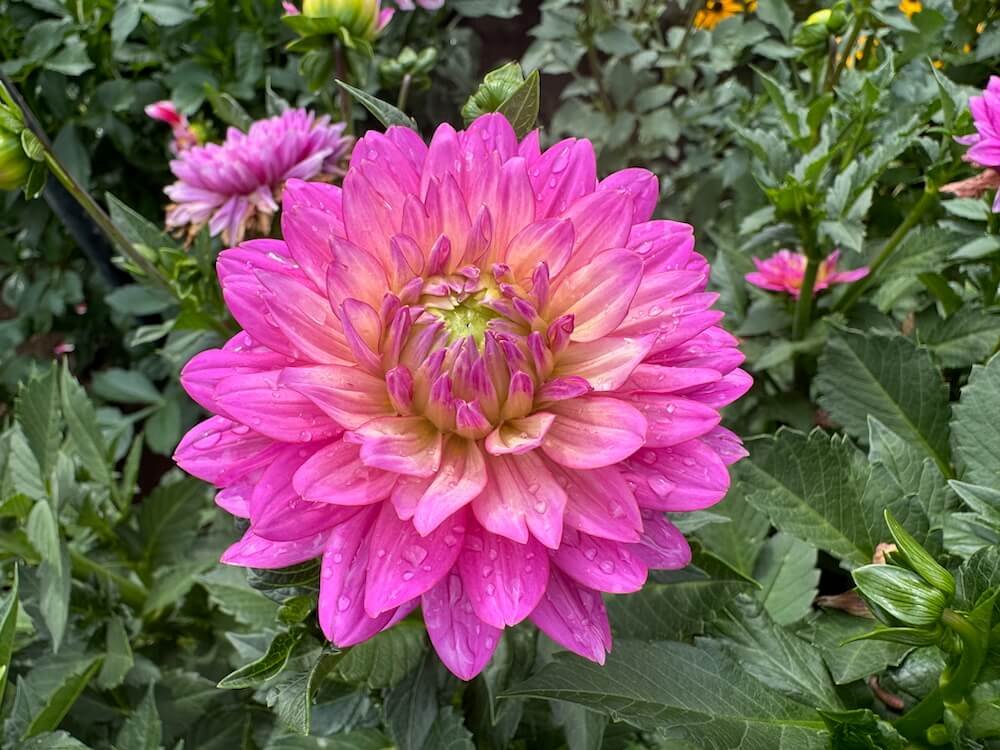 Dahlia 'Jenna' (Jenna Dahlia) — Northwest Blooms